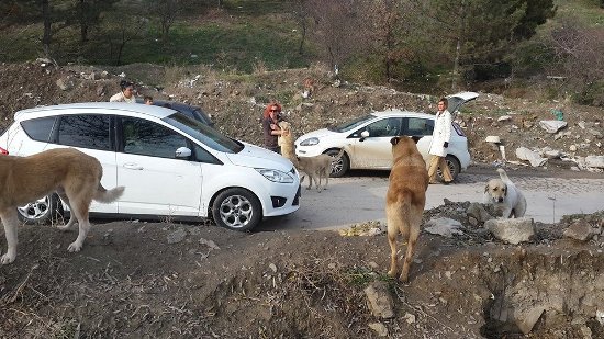 &lsquo;Sokak hayvanları da bizler gibi acımasızca öldürülen canlılar&rsquo; Kaos GL - LGBTİ+ Haber Portalı