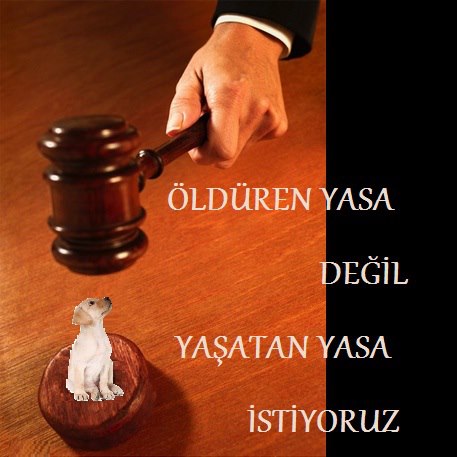 Hayvan Hakları Aktivistleri Bakanları Protesto Edecek Kaos GL - LGBTİ+ Haber Portalı