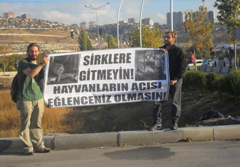 Büyük Ankara Sirki&rsquo;ne Gitmeyin: Hayvanların Acısı Eğlenceniz Olmasın Kaos GL - LGBTİ+ Haber Portalı