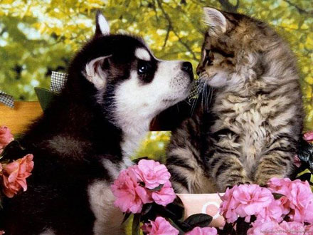 "Sana Köpek Aldım" Dönemi Bitiyor | Kaos GL - LGBTİ+ Haber Portalı Haber